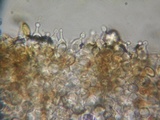 Conocybe tenera image