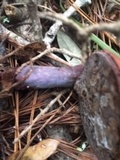 Ganoderma curtisii image