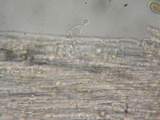 Conocybe tenera image