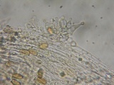 Conocybe tenera image