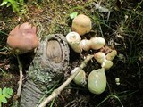 Xanthoconium purpureum image