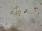 Conocybe tenera image