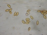 Conocybe tenera image