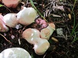 Xanthoconium purpureum image