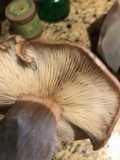 Armillaria gallica image