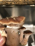Armillaria gallica image