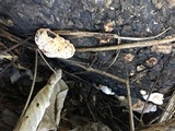 Abortiporus biennis image