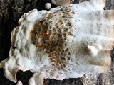 Abortiporus biennis image