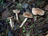 Hebeloma velutipes image