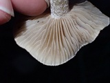 Hebeloma velutipes image