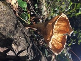 Cymatoderma caperatum image