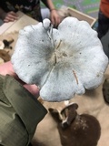 Clitocybe odora image