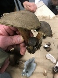 Xerocomellus mendocinensis image