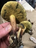 Xerocomellus mendocinensis image