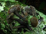 Neohygrocybe subovina image