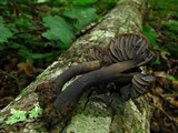 Neohygrocybe subovina image