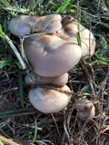 Lepista sordida image