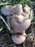 Lepista sordida image