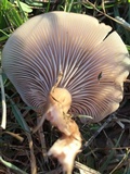 Lepista sordida image