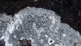 Aspicilia caesiocinerea image
