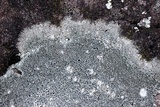Aspicilia caesiocinerea image