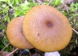 Entoloma formosum image
