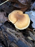 Cantharellus appalachiensis image