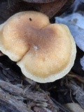 Cantharellus appalachiensis image