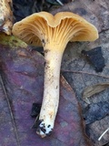 Cantharellus appalachiensis image
