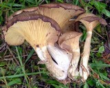Pseudoarmillariella ectypoides image