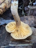 Cantharellus appalachiensis image
