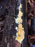 Fibroporia radiculosa image