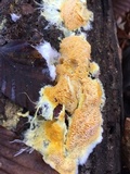 Fibroporia radiculosa image