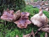 Tricholoma fulvum image