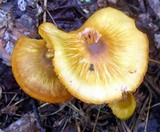 Humidicutis marginata image