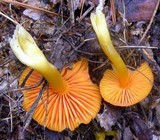 Humidicutis marginata image