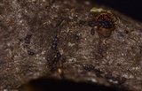 Nitschkia broomeana image