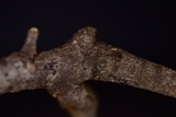Nitschkia broomeana image