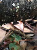 Resupinatus alboniger image