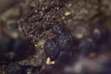 Nitschkia broomeana image