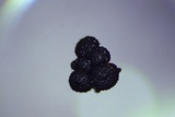 Nitschkia broomeana image