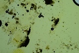 Nitschkia broomeana image