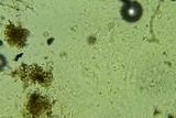 Nitschkia broomeana image