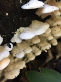 Sarcodontia pachyodon image