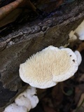 Sarcodontia pachyodon image