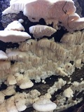 Sarcodontia pachyodon image