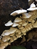 Sarcodontia pachyodon image