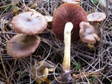 Cortinarius semisanguineus image