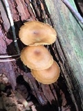 Callistosporium luteo-olivaceum image