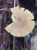 Callistosporium luteo-olivaceum image